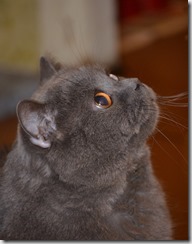 DSC_1309 DSC_1309