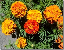 WP_20150803_12_25_04_Pro