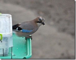 DSC_9440 DSC_9440