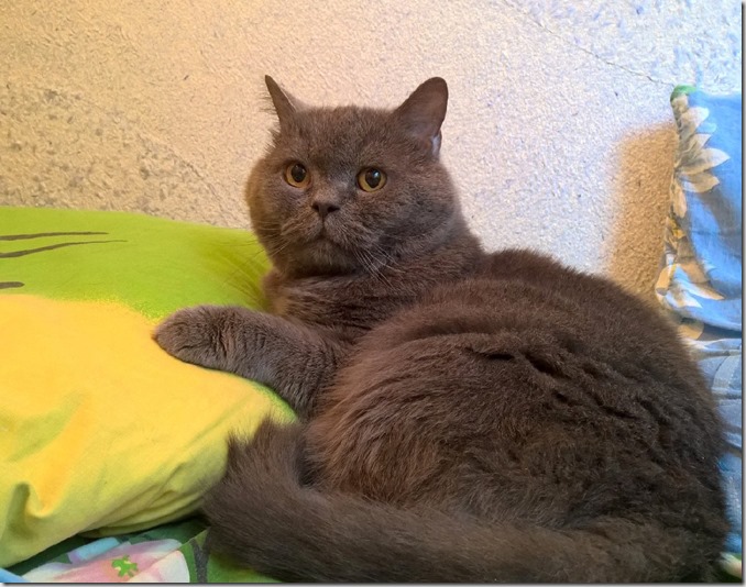 WP_20150726_10_45_55_Pro