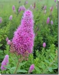 WP_20150624_13_42_01_Pro