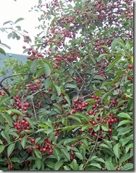 WP_20150624_14_37_04_Pro