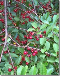 WP_20150624_14_37_18_Pro