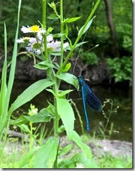 WP_20150625_14_37_02_Pro