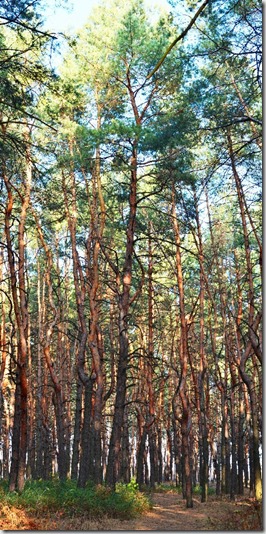 DSC_8604_Panorama_2ы