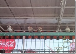 WP_20151124_12_22_05_Pro