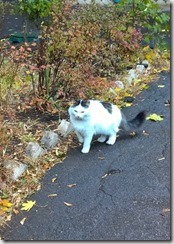 WP_20151022_14_32_31_Pro