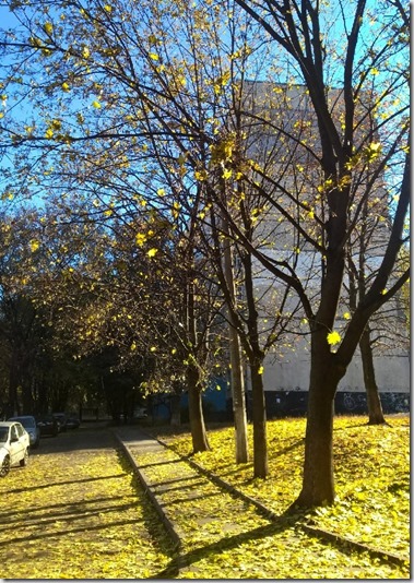 WP_20151029_11_48_42_Pro