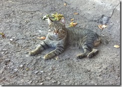 WP_20150918_14_39_29_Pro